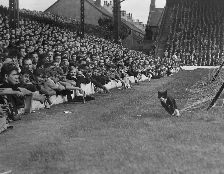 anfieldroadcat